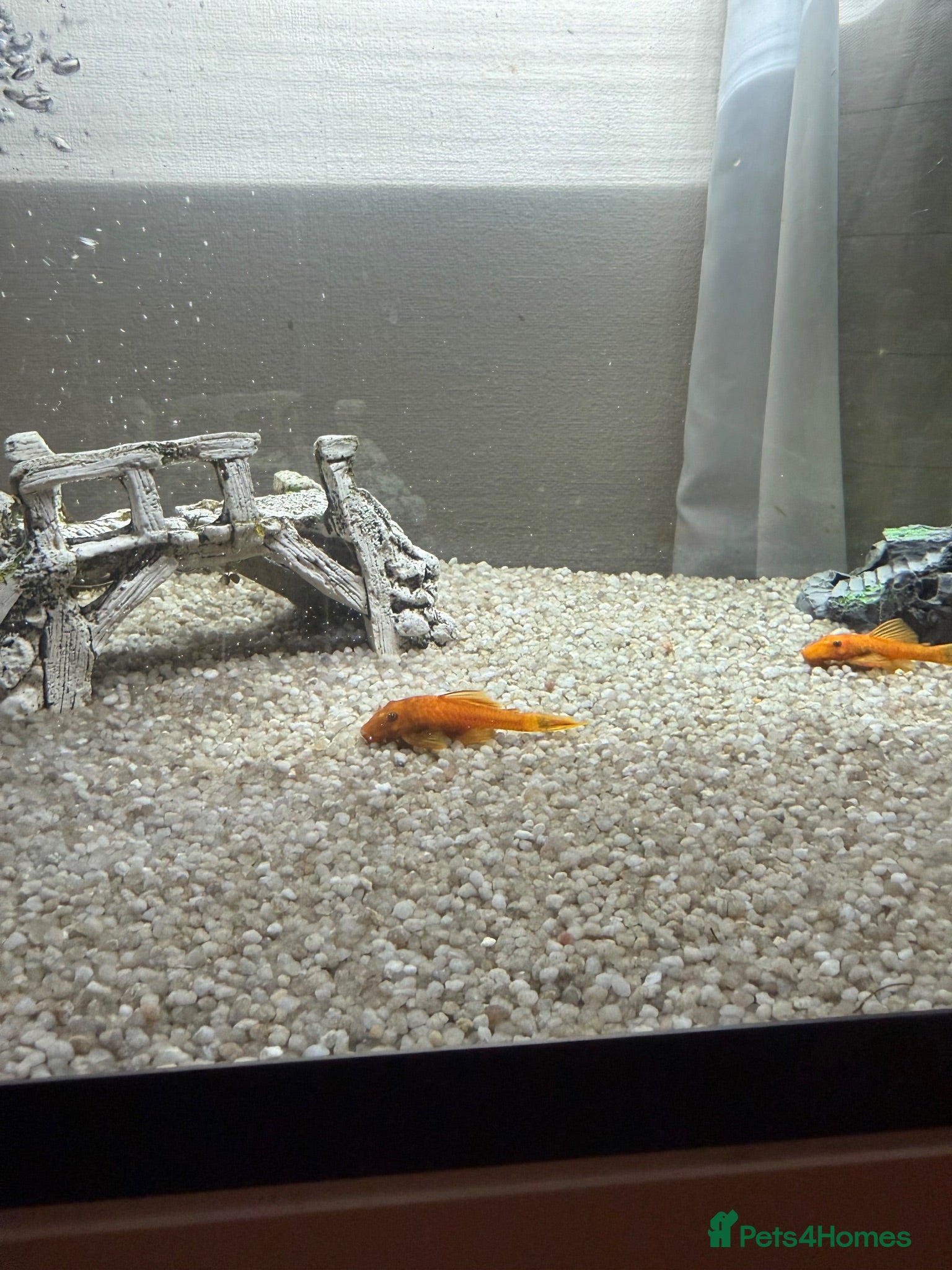 Angelfish fish Free Red pleco and angelfish  - Advert 14