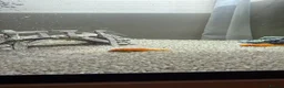 Angelfish fish for sale: Free Red pleco and angelfish  - Advert 1