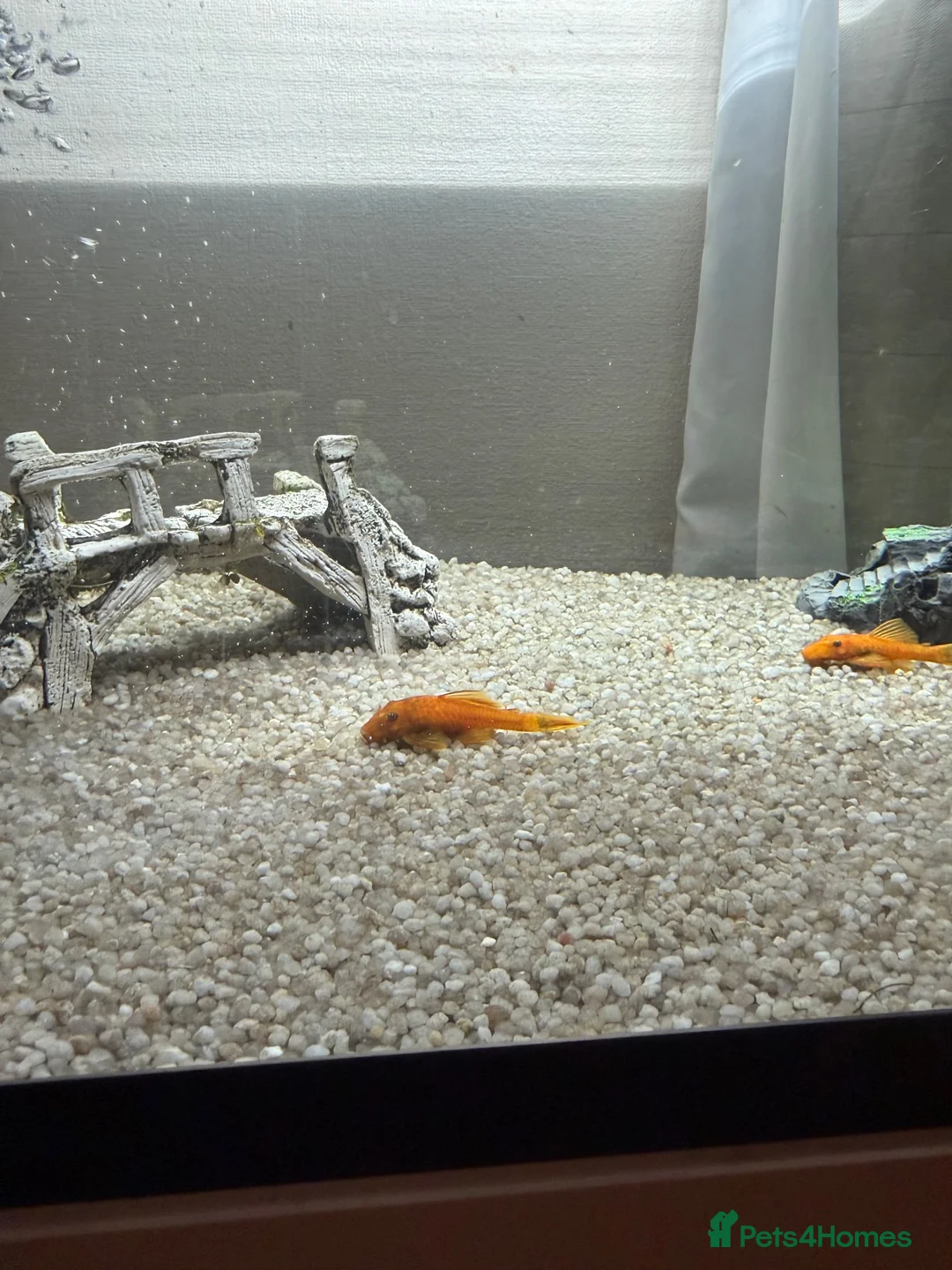 Angelfish fish for sale: Free Red pleco and angelfish  - Advert 1