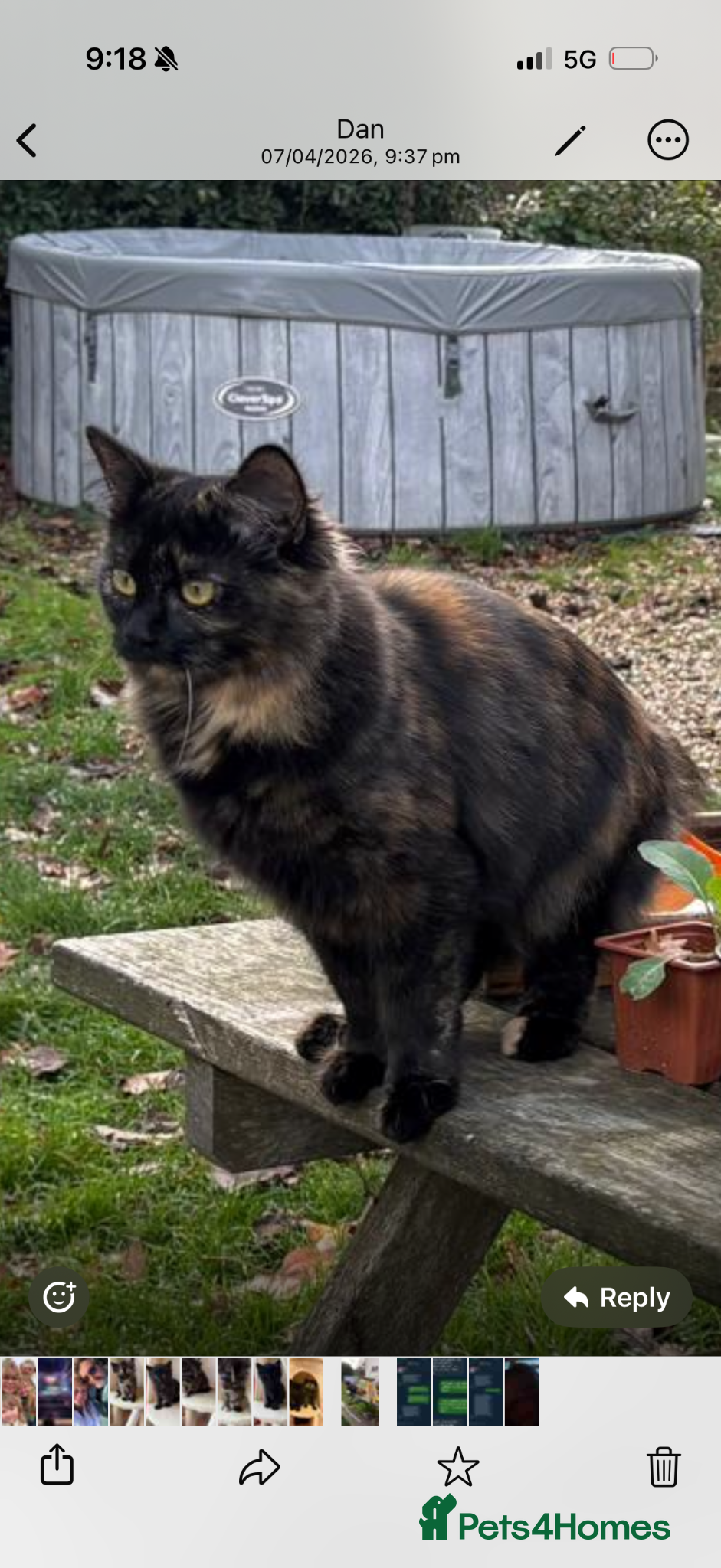 Mixed Breed cats Adorable kittens - Advert 13