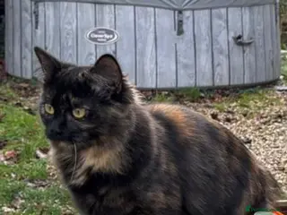 Mixed Breed cats Adorable kittens - Advert 13