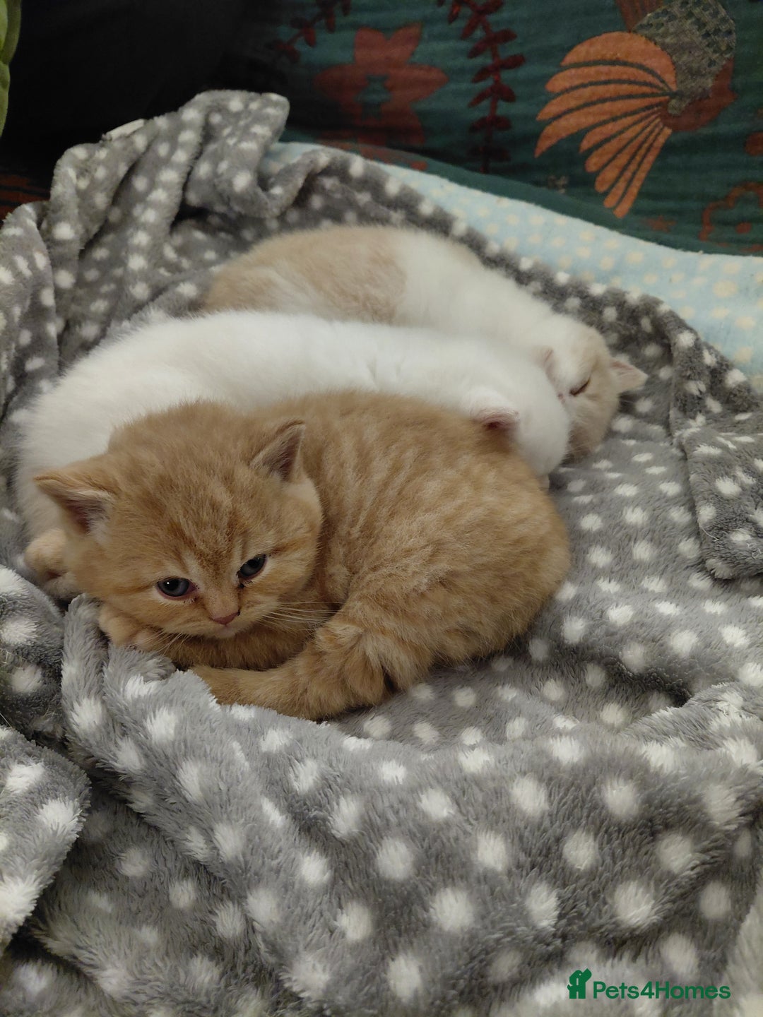 British Shorthair cats for sale: British shorthair kittens - Advert 8