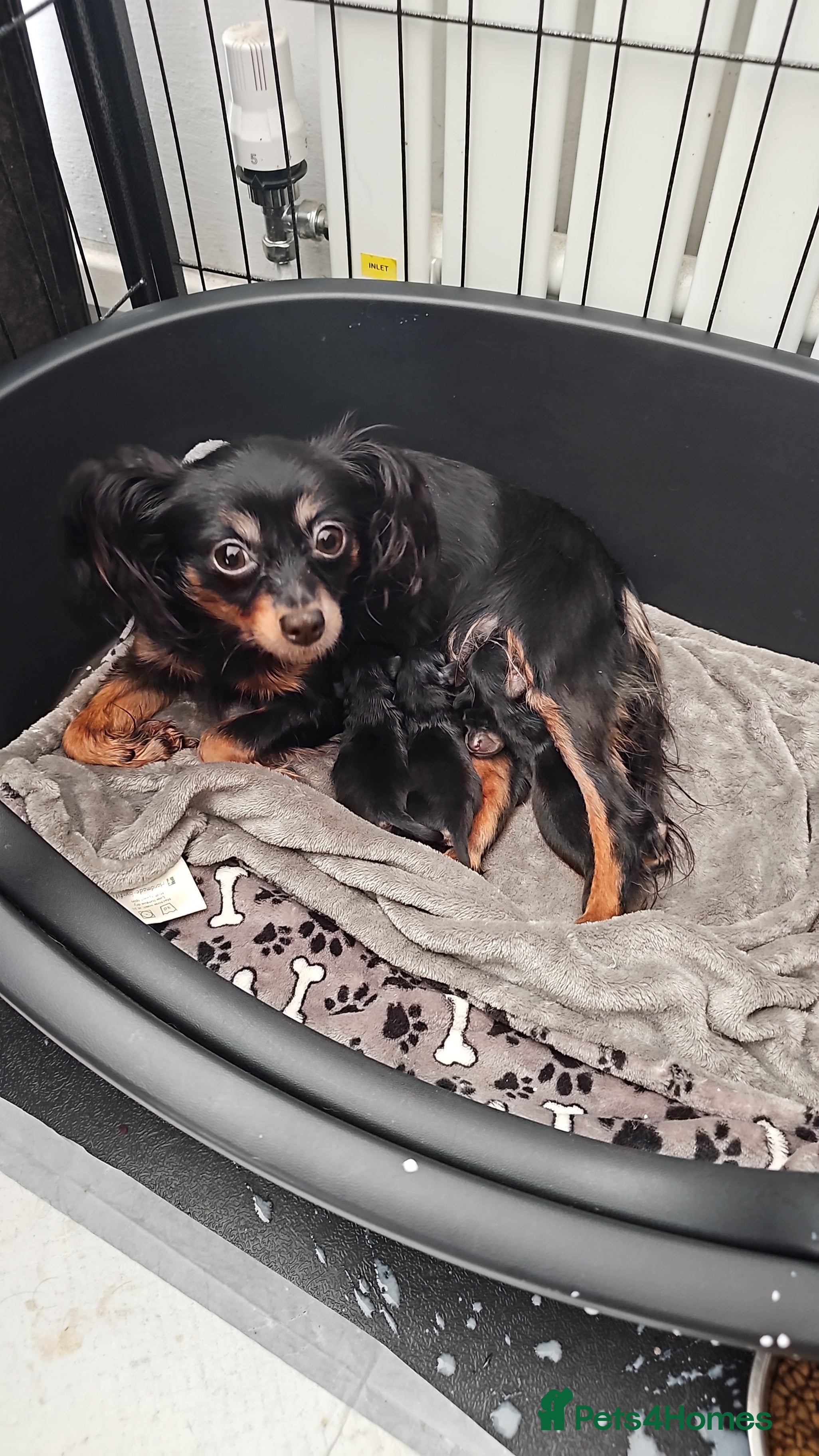 Russian Toy Terrier dogs Russian toy puppies  - Advert 1