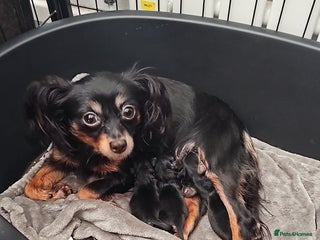 Russian Toy Terrier dogs Russian toy puppies - Advert 11