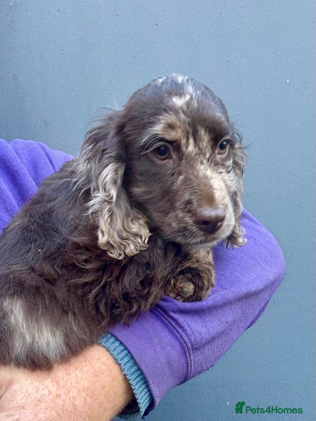 Cocker Spaniel dogs for sale: Stunning Cocker Girl - Advert 5