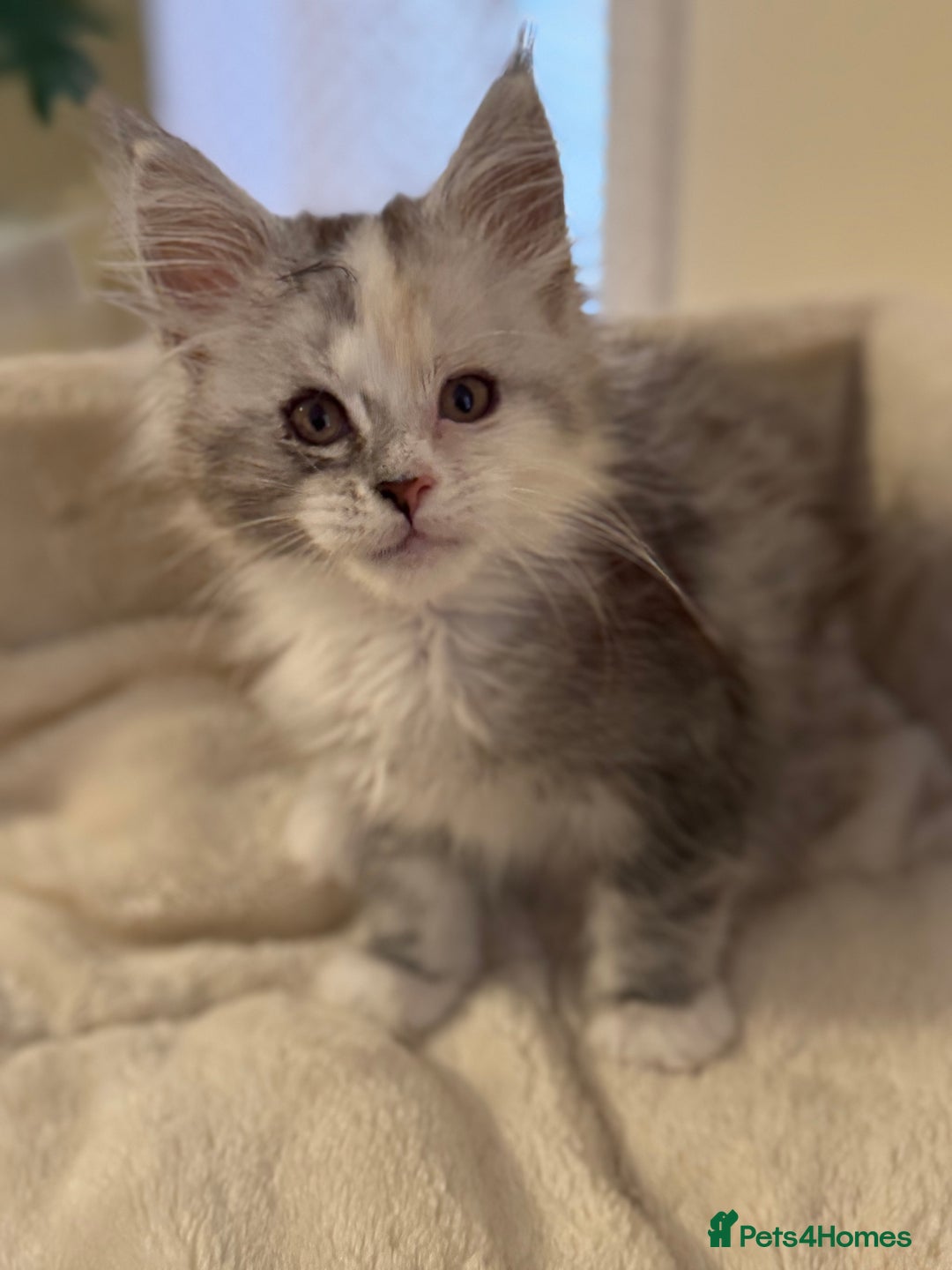 Maine Coon cats for sale: Perfect Maine Coon kittens from Shaded parents  - Image 5