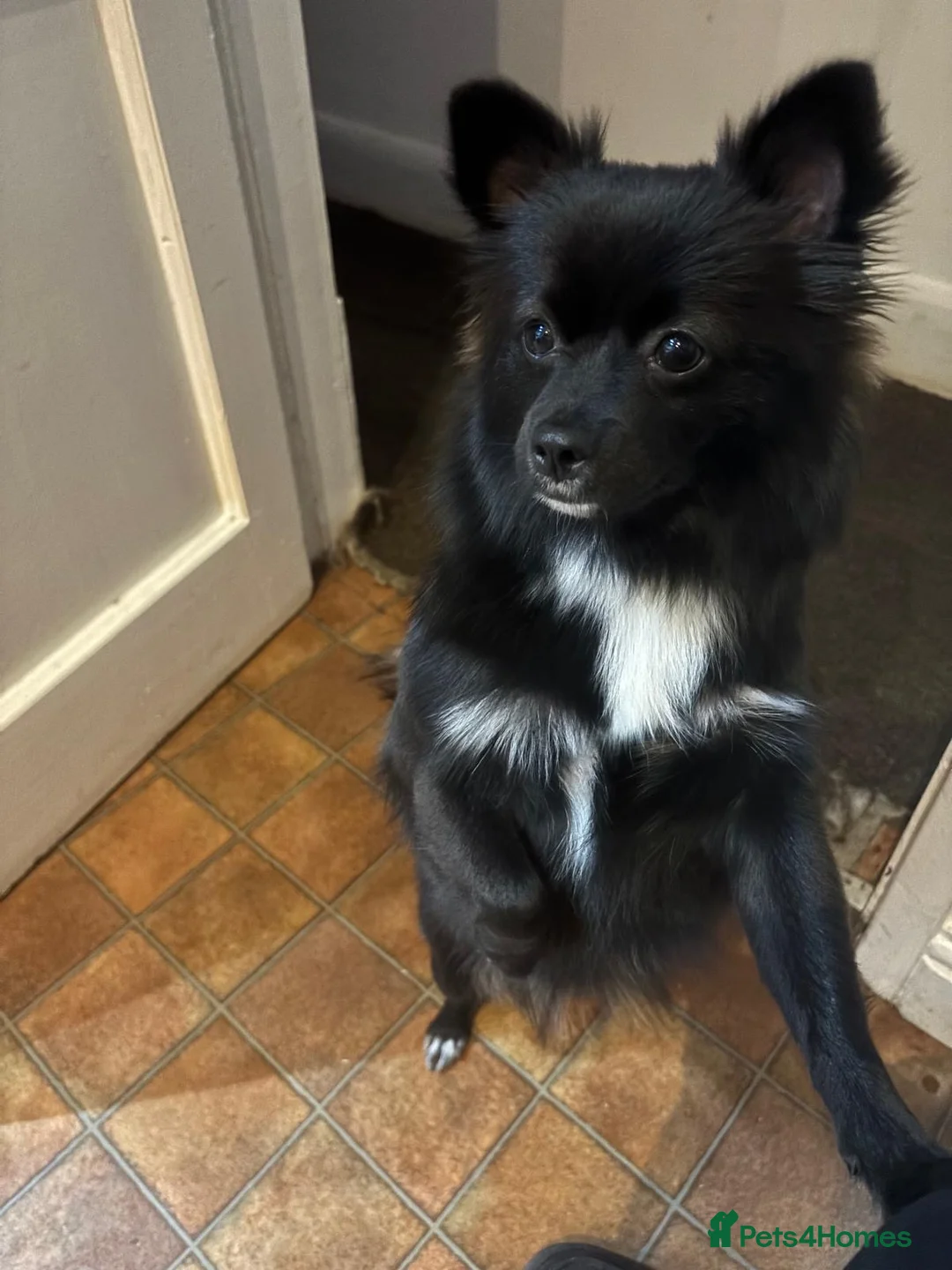 Pomeranian dogs for sale: Lovely dog in Leicester - Advert 2