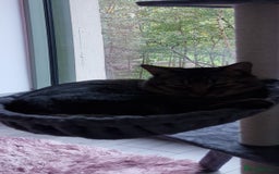 Maine Coon cats for sale: Affectionate Young Male Cat for Rehoming - Image 3