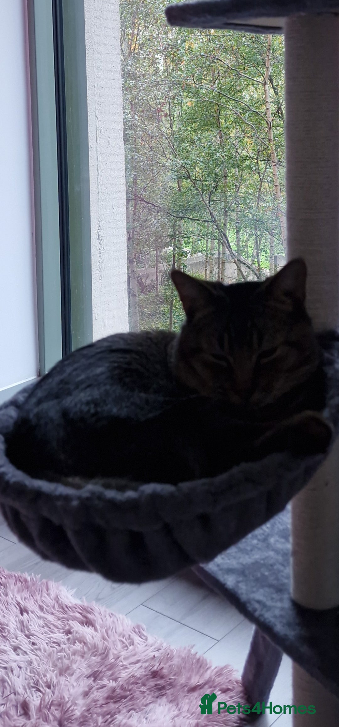 Maine Coon cats for sale: Affectionate Young Male Cat for Rehoming - Image 3