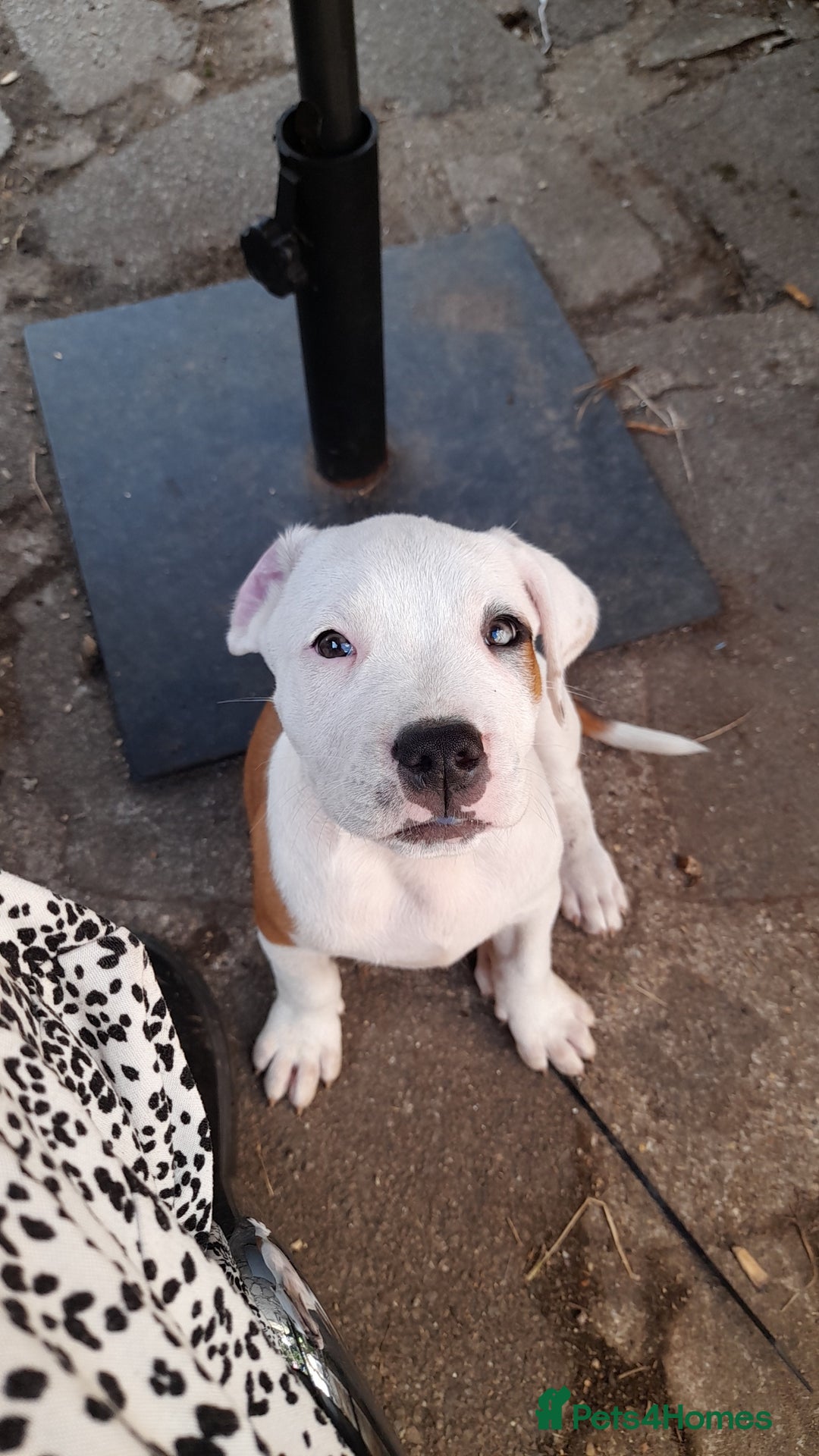 American Bull Staffy dogs for sale: 4 BEAUTIFUL PUPPIES - Image 4
