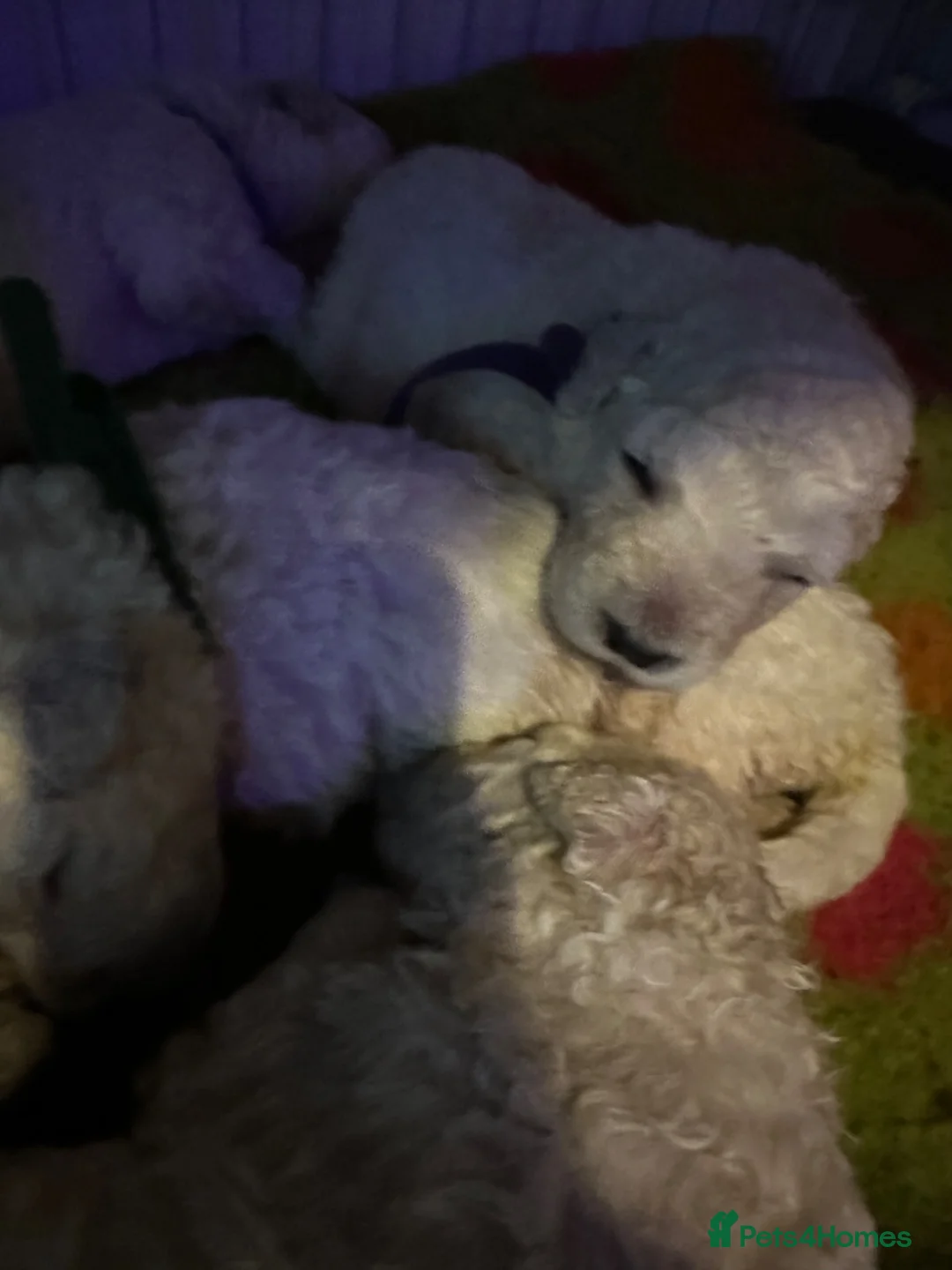 Komondor dogs for sale: Komondor Puppies in Godalming - Advert 6