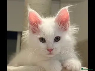 Maine Coon cats Beautiful White Maine Coons Ready Now - Advert 1