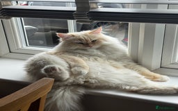 Siberian cats for sale: Loving Siberian Male for rehoming - Image 3