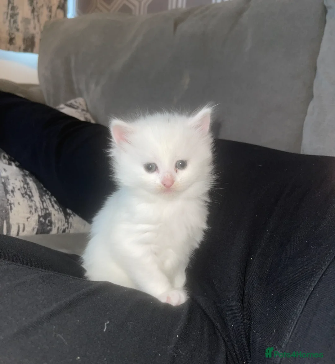 Turkish Angora cats for sale: 4 beautiful Turkish angoras  - Advert 2