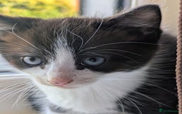 Mixed Breed cats for sale: Beautiful blue eyed kittens - Image 6