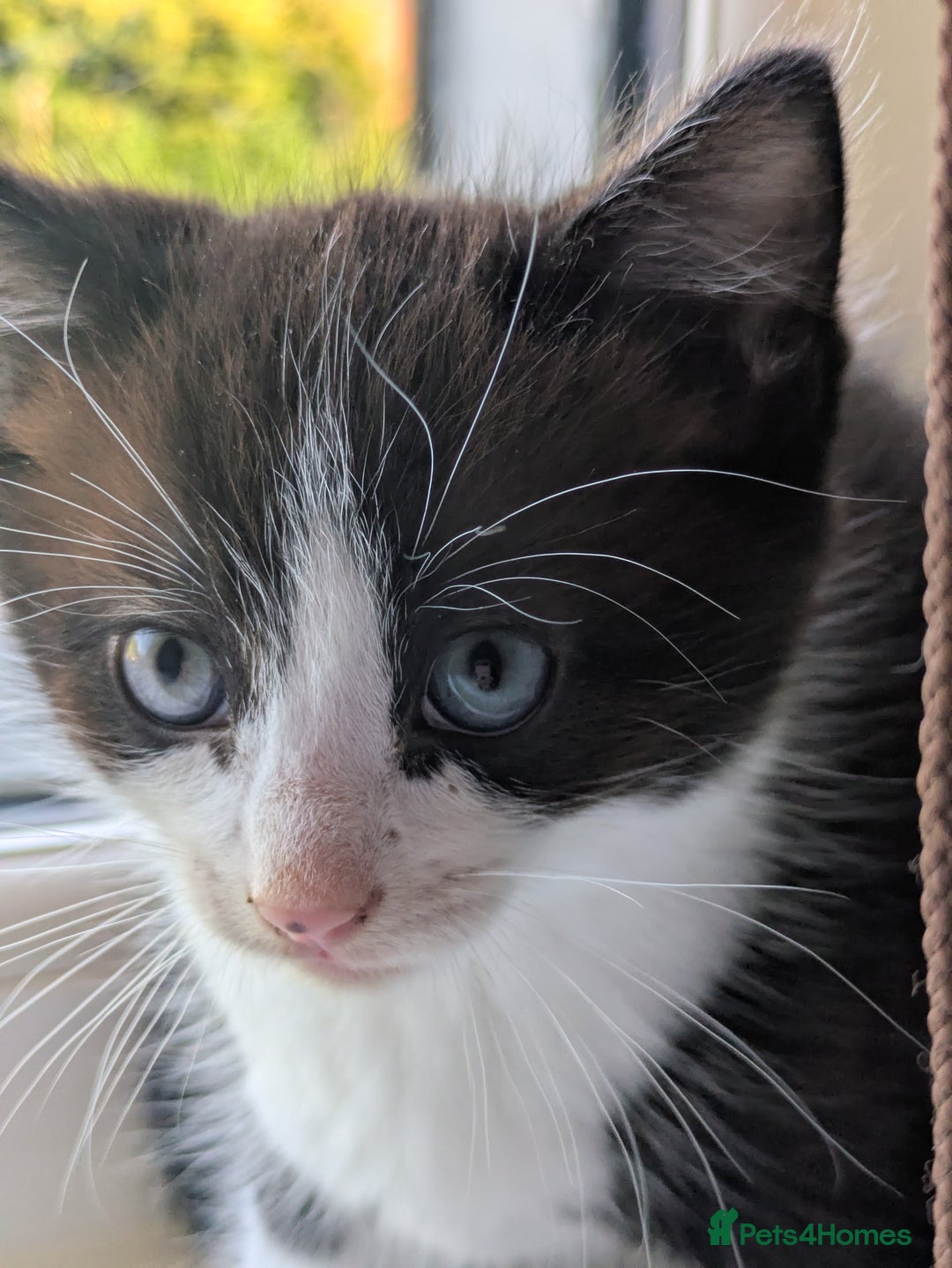 Mixed Breed cats for sale: Beautiful blue eyed kittens - Image 6
