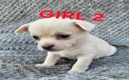 Pomchi dogs for sale: Beautiful merle pomchi puppies  - Image 9