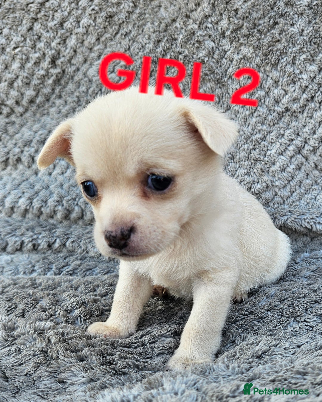 Pomchi dogs for sale: Beautiful merle pomchi puppies  - Image 9