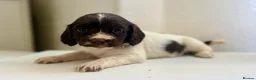 Sprocker dogs for sale: Beautiful Sprocker Spaniel Puppies for Sale!  in Sheffield - Advert 23