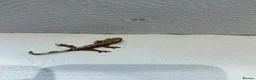 Gecko reptiles for sale: Baby crested geckos  - Advert 21
