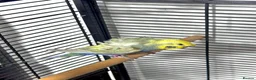 Budgerigars birds for sale: Helicopter Hagoromo Rainbow Hen – Breeding Ready - Advert 3