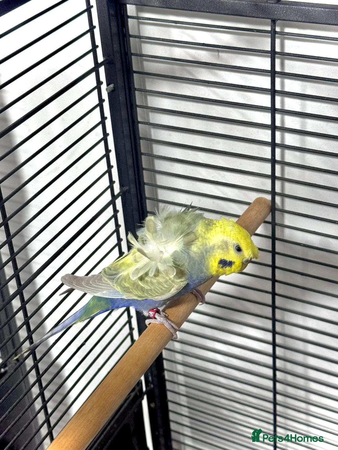 Budgerigars birds for sale: Helicopter Hagoromo Rainbow Hen – Breeding Ready - Advert 3