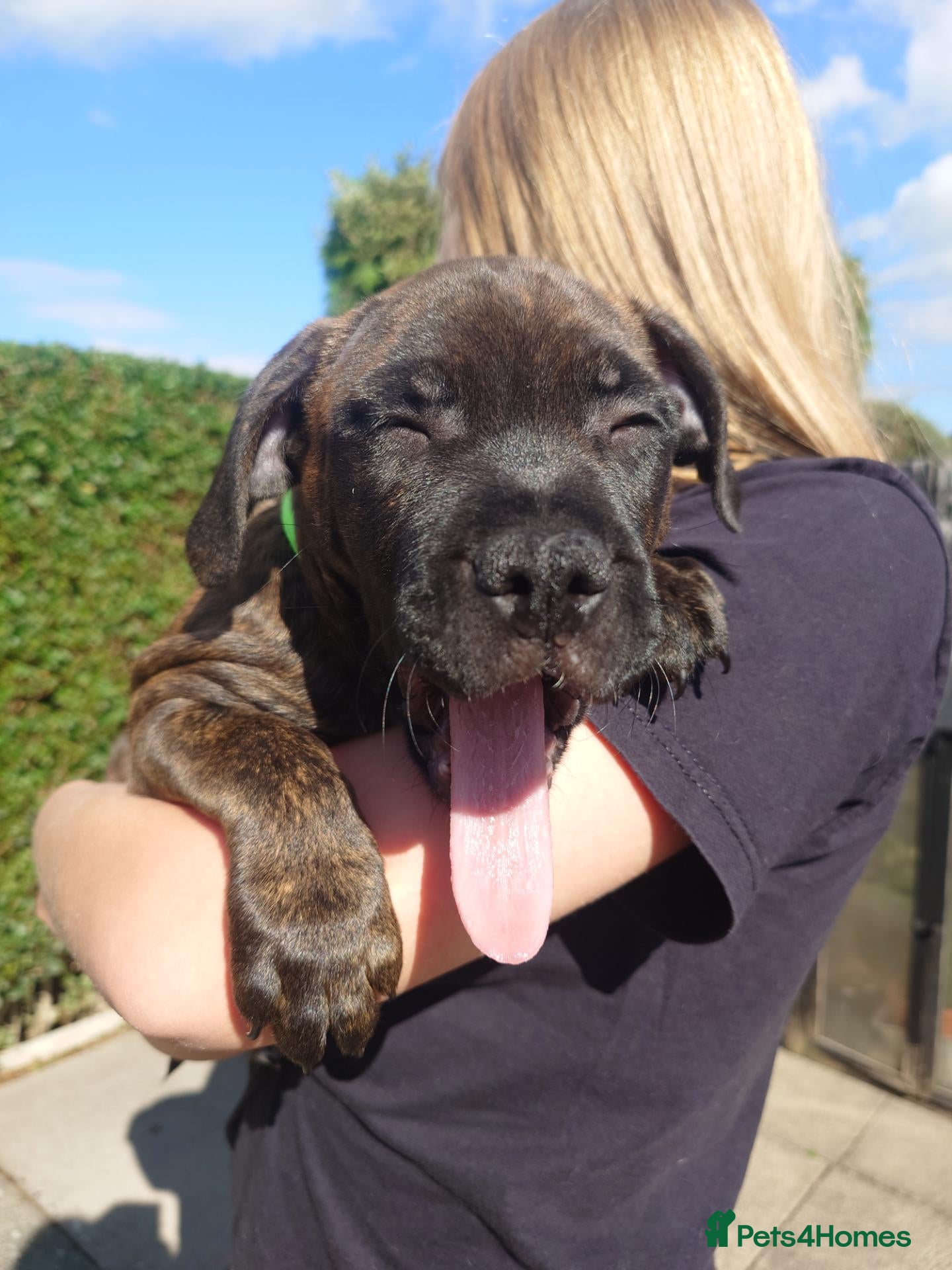 Staffordshire Bull Terrier dogs Exceptional Staffordshire bull Terrier Puppies - Advert 13