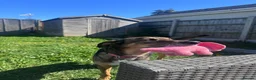 Mixed Breed dogs for adoption: Margot - Gorgeous, 9 Years Old, Mixed Breed Girl in Bournemouth - Advert 4
