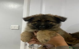 German Shepherd dogs for sale: 5 german shepherd puppies for sale - Image 2