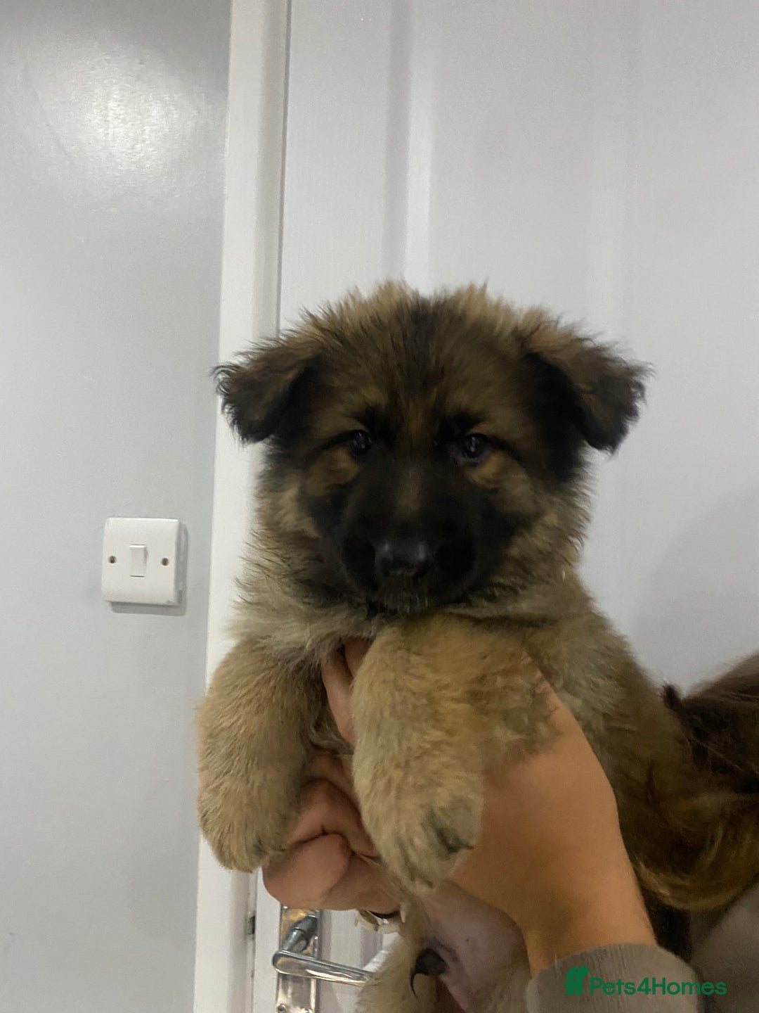 German Shepherd dogs for sale: 5 german shepherd puppies for sale - Image 2