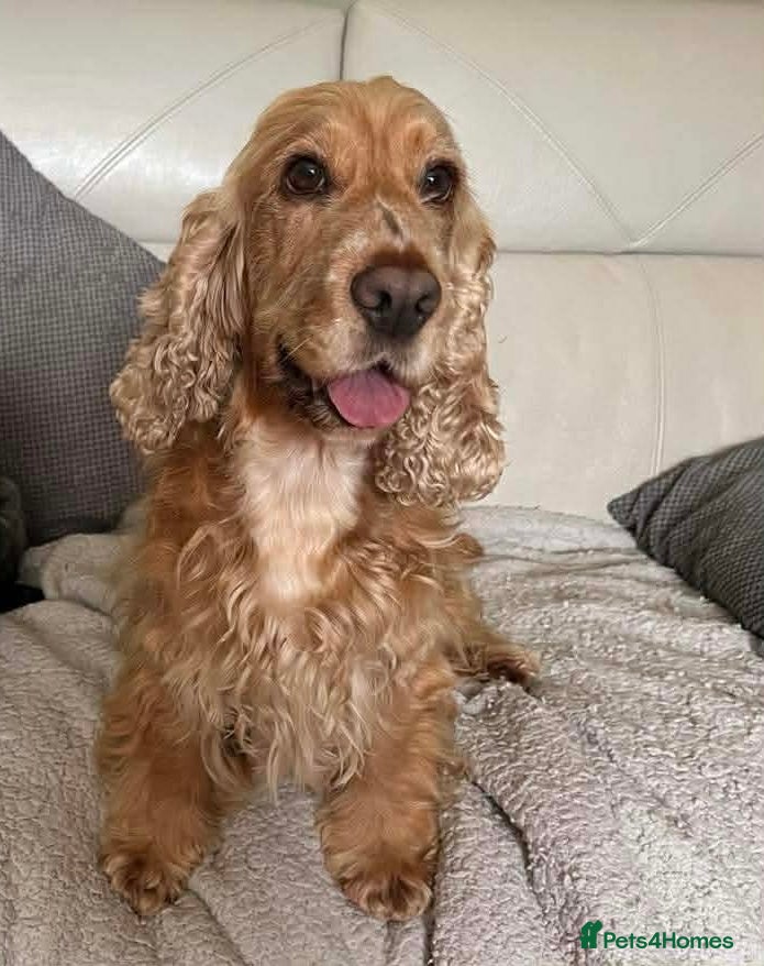 Cocker Spaniel dogs Show type Cocker Spaniels - Advert 1