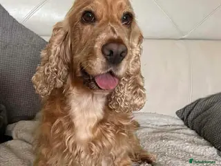 Cocker Spaniel dogs Show type Cocker Spaniels - Advert 1