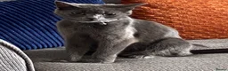 Mixed Breed cats for sale: Fluffy kittens  - Advert 2