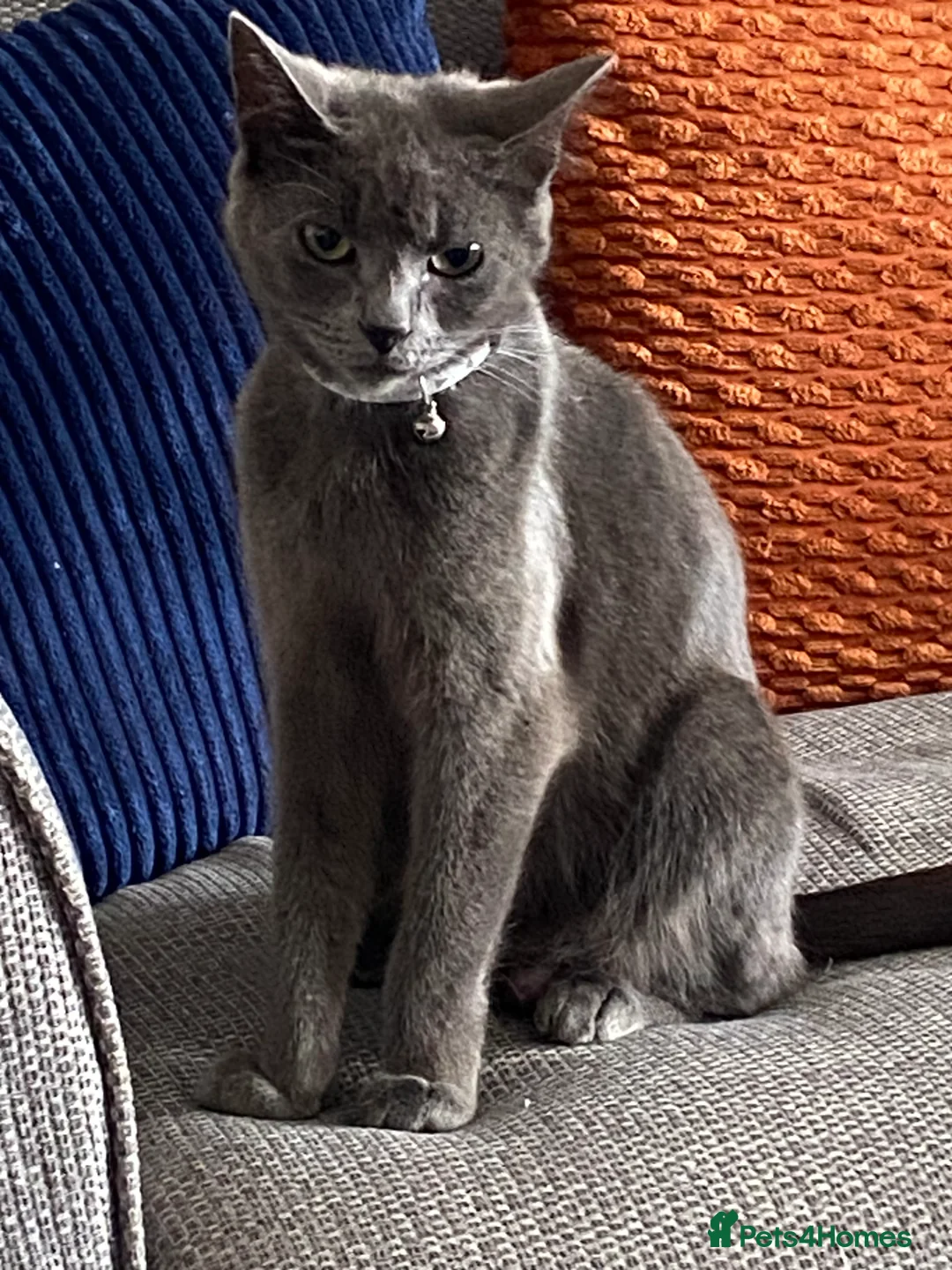 Mixed Breed cats for sale: Fluffy kittens  - Advert 2