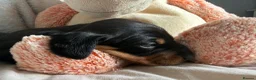 Miniature Dachshund dogs for sale: Last 2 pups 🩵🩷 - Advert 6