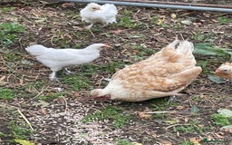 Chickens poultry for sale: Frizzle cross Silkie  - Image 2