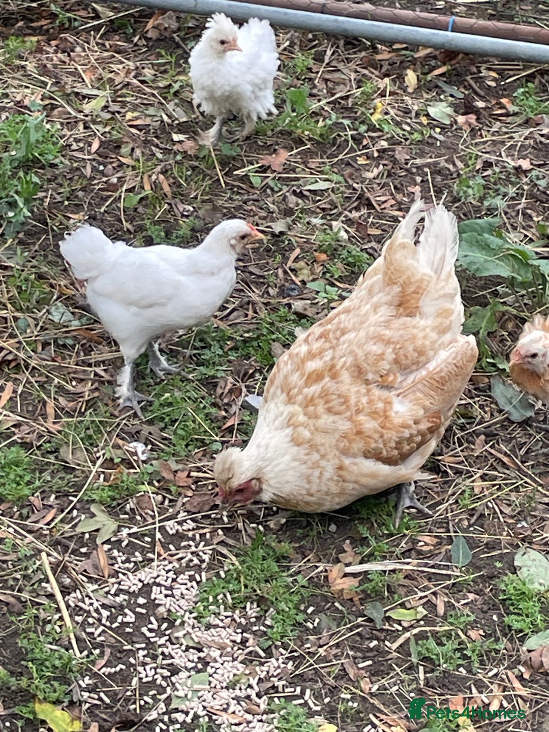 Chickens poultry for sale: Frizzle cross Silkie  - Image 2