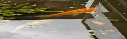 Koi Carp fish for sale: 3 Stunning Koi carp  - Advert 10