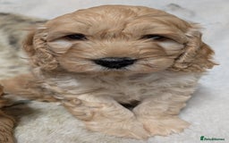 Cockapoo dogs for sale: Beautiful F1 Cockapoo puppies DNA clear - Image 6