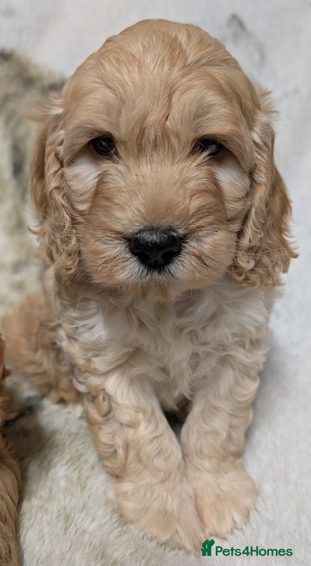 Cockapoo dogs for sale: Beautiful F1 Cockapoo puppies DNA clear - Image 6