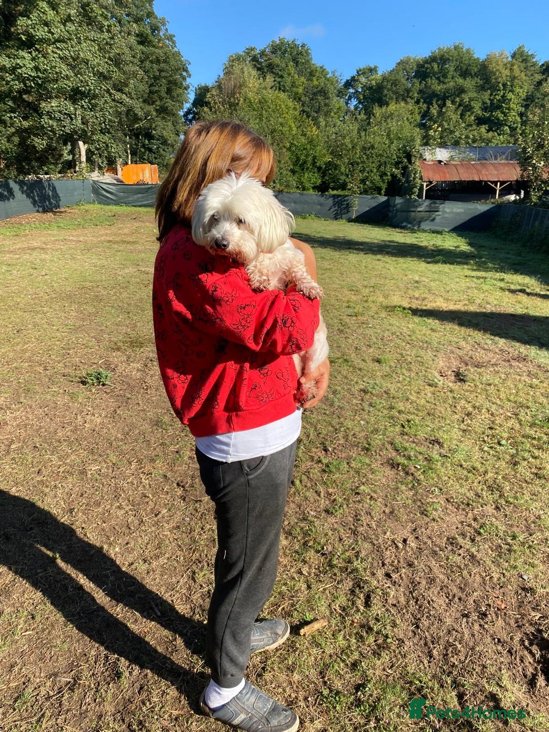 Bichon Frise dogs for adoption: OSCAR - an oldish but lovely boy for a Loving Home - Image 1