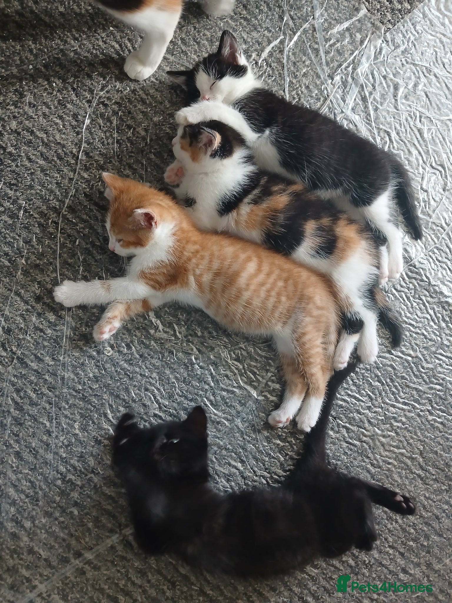 Mixed Breed cats for sale: 4 beautiful kittens ready for new homes. - Advert 7
