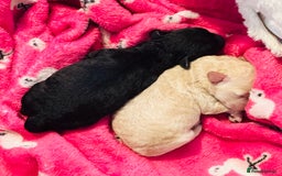 Toy Poodle dogs for sale: 2 beautiful toy poodle puppies READY NOW  - Image 7