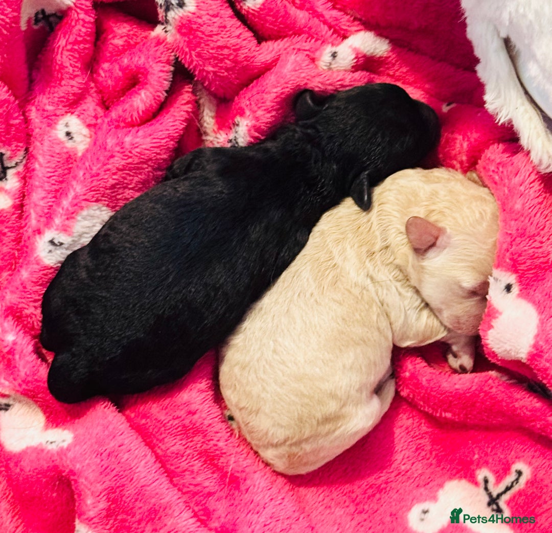 Toy Poodle dogs for sale: 2 beautiful toy poodle puppies READY NOW  - Image 7