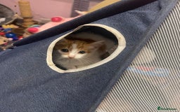 Domestic Shorthair cats for sale: 8 weeks old kittens for sale  - Image 1