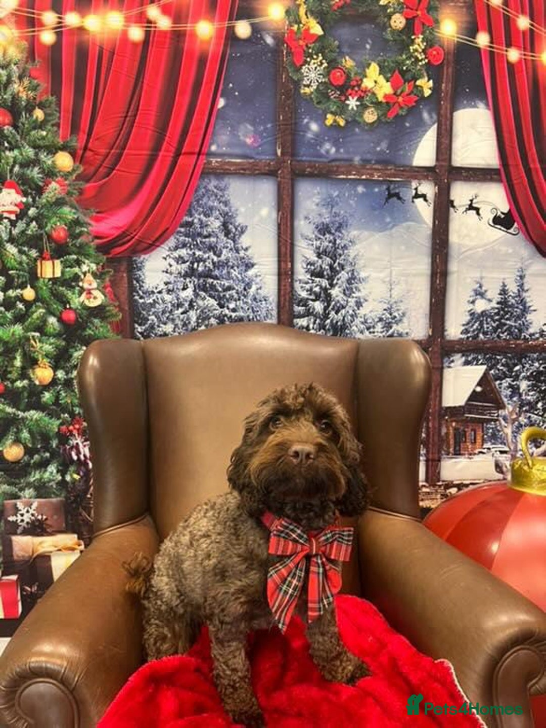 Cockapoo dogs for sale: Adorable cockapoo puppies - Advert 13