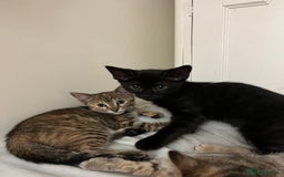Mixed Breed cats for sale: Beautiful kittens ready for loving new homes.  - Image 28
