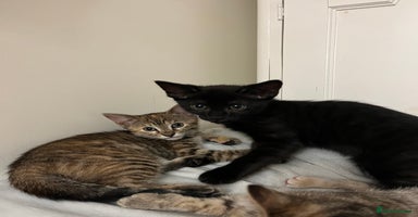 Mixed Breed cats - Advert 18