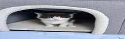 Mixed Breed cats for sale: 3 beautiful kittens  - Advert 4