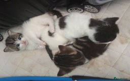Mixed Breed cats for sale: Kittens for sale  - Image 26